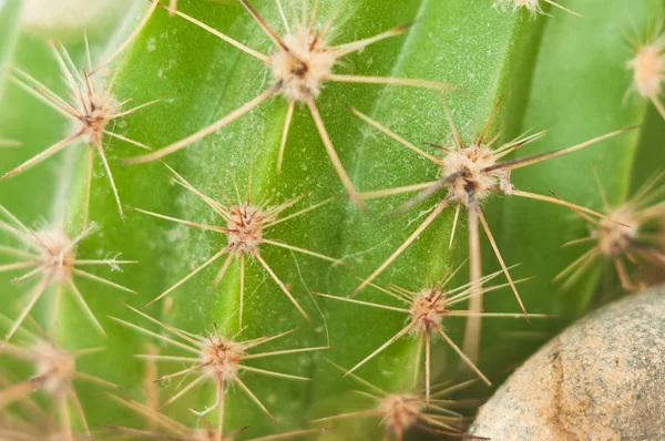 Green cactus closeup — Stock Photo, Image