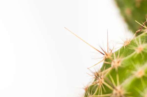 Gröna cactus närbild — Stockfoto