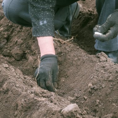 Sarımsak dikim süreci