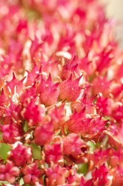 Çok sayıda renkleri