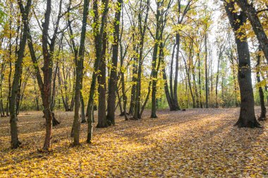 Günbatımında sonbahar ormanı
