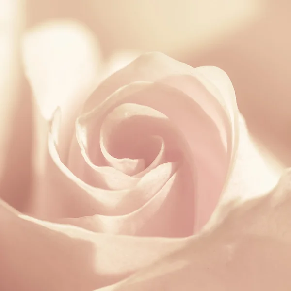 Macro flowers roses — Stock Photo, Image