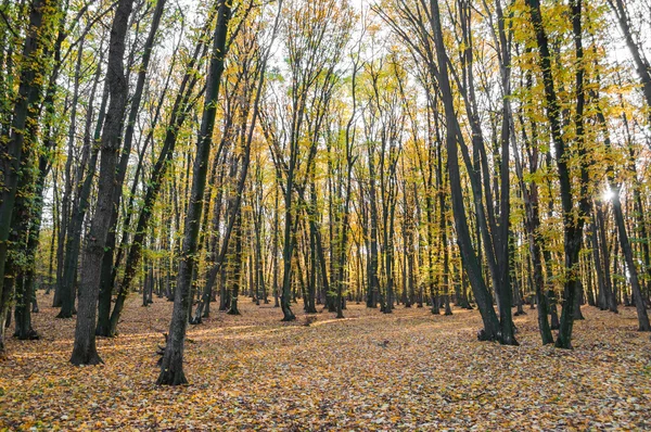 日没の秋の森 — ストック写真