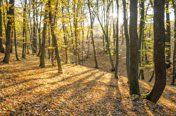 日没の秋の森 — ストック写真