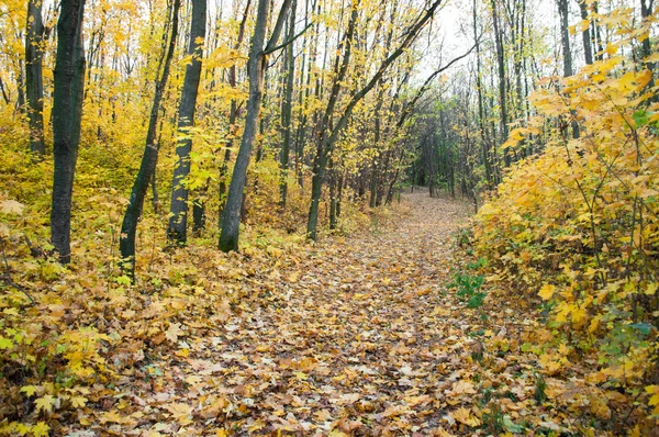 Günbatımında sonbahar ormanı