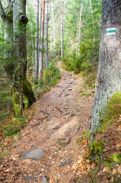 Der Pfad in den Bergen — Stockfoto