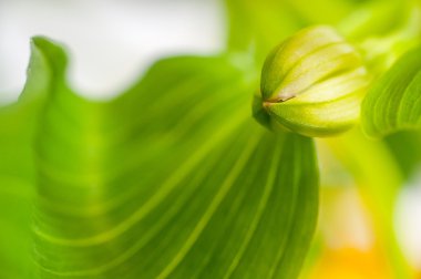 Çiçek açan bir arka plan