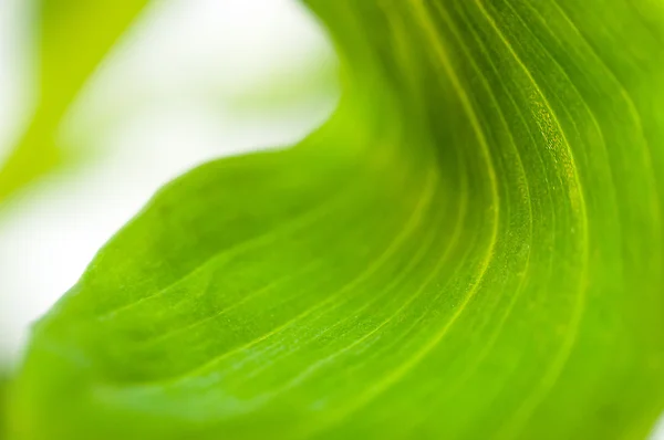 Grüne Blätter Nahaufnahme — Stockfoto