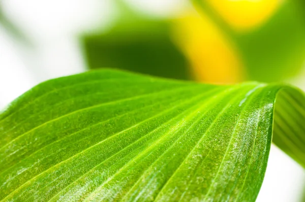 Hojas verdes de primer plano — Foto de Stock