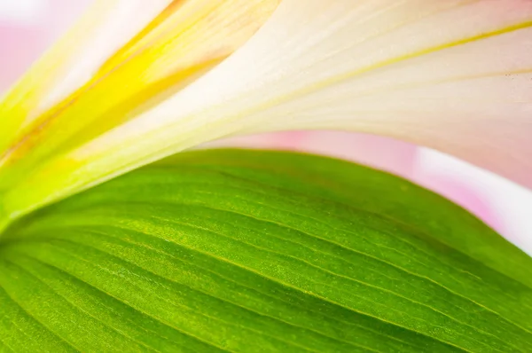 Fondo con pétalos de flores y hojas — Foto de Stock