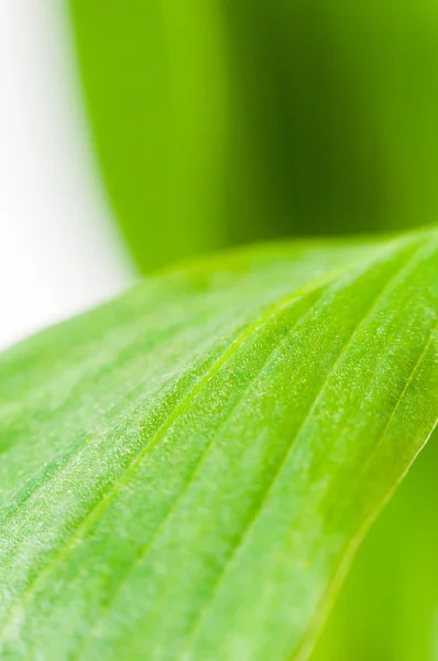 Hojas verdes de primer plano — Foto de Stock