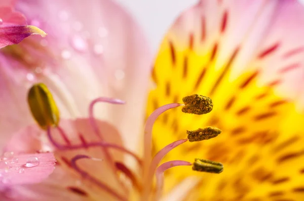 노란 Alstroemeria 근접 촬영 — 스톡 사진
