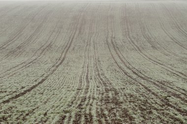 Bir genç yeşil buğday alanında