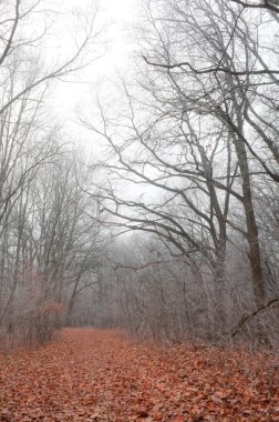 Sis içindeki eski orman