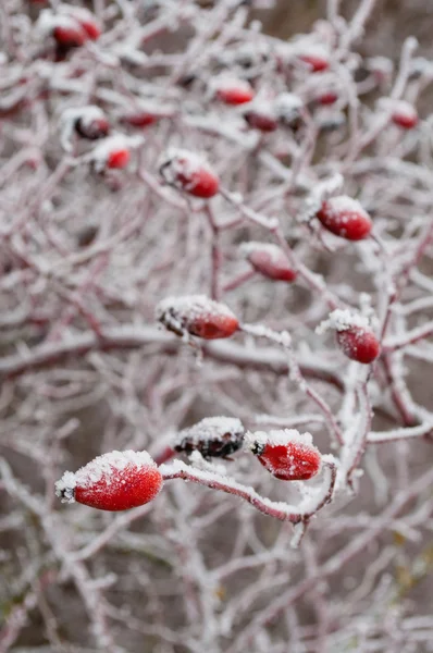Rosehip sprinkled with snow in winter — Stock Photo, Image