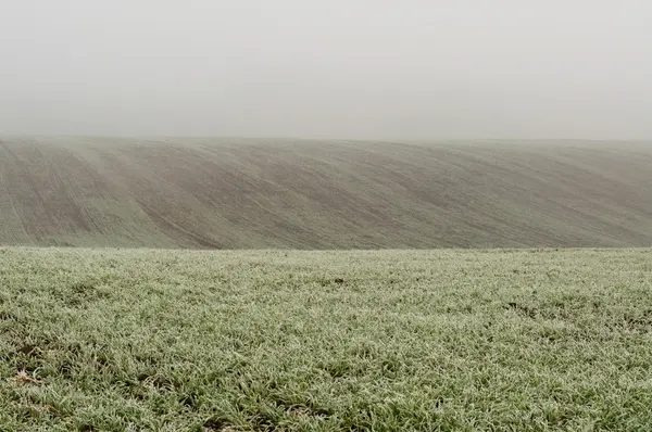 Un trigo verde joven en el campo —  Fotos de Stock