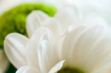 Papatya yeşil ve beyaz krizantem yaprakları closeup ile