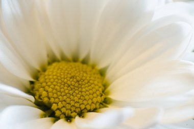 Papatya yakın çekim. Bölümü