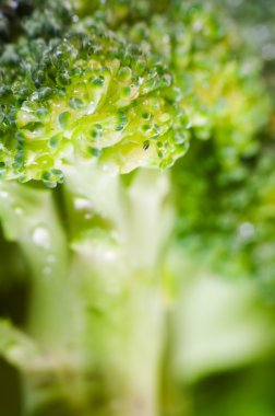 Yeşil brokoli makro doku