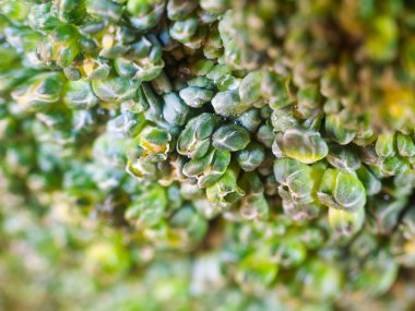 Yeşil brokoli makro doku