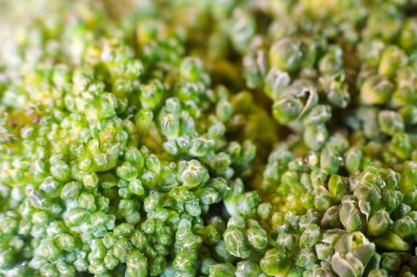 Yeşil brokoli makro doku