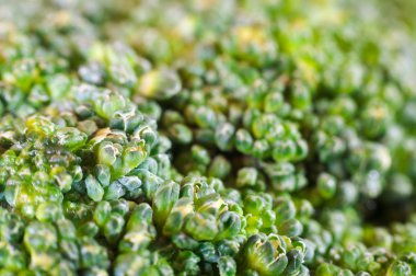 Yeşil brokoli makro doku