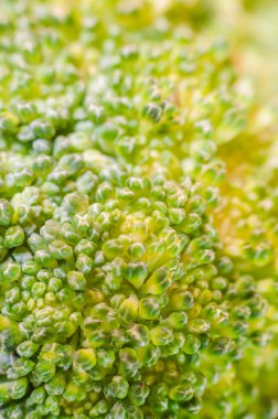 Yeşil brokoli makro doku