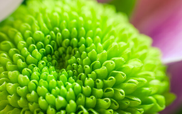 Beautiful green chrysanthemum close-up 
