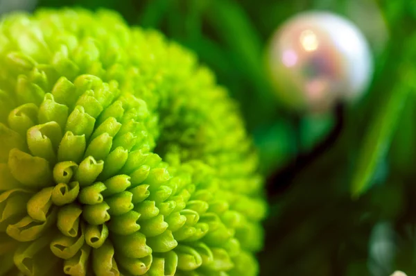 Hermoso crisantemo verde de cerca — Foto de Stock