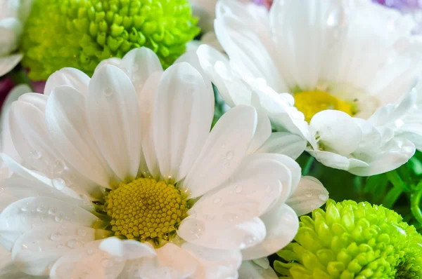 Daisies with white and green chrysanthemum petals closeup
