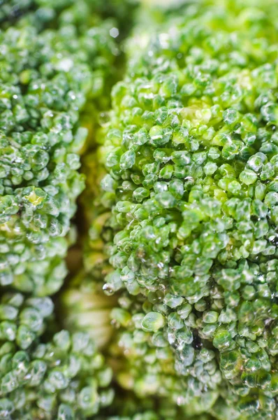 Yeşil brokoli makro doku