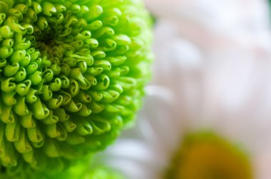 Papatya yeşil ve beyaz krizantem yaprakları closeup ile