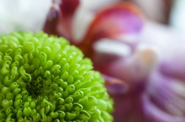 güzel yeşil krizantem yakın çekim 