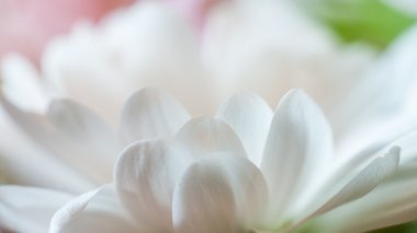 Papatya yakın çekim. Bölümü