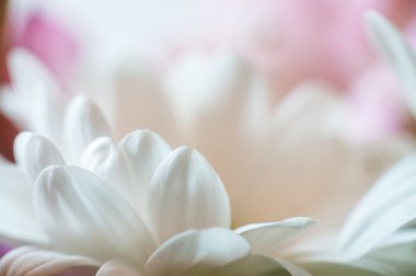 Papatya yakın çekim. Bölümü