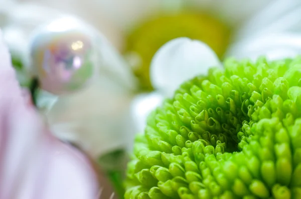 Daisies with white and green chrysanthemum petals closeup