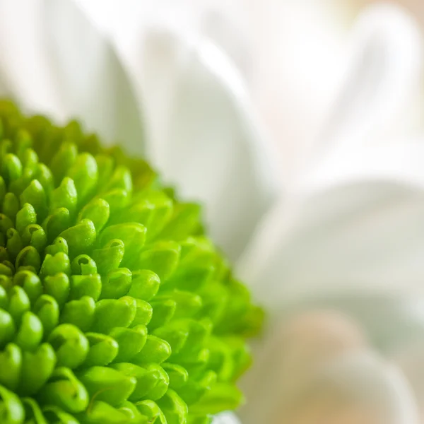 Madeliefjes met witte en groene chrysant bloemblaadjes closeup — Stockfoto