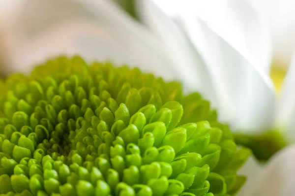 Madeliefjes met witte en groene chrysant bloemblaadjes closeup — Stockfoto