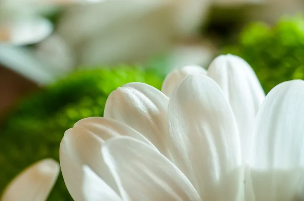 Daisies with white and green chrysanthemum petals closeup