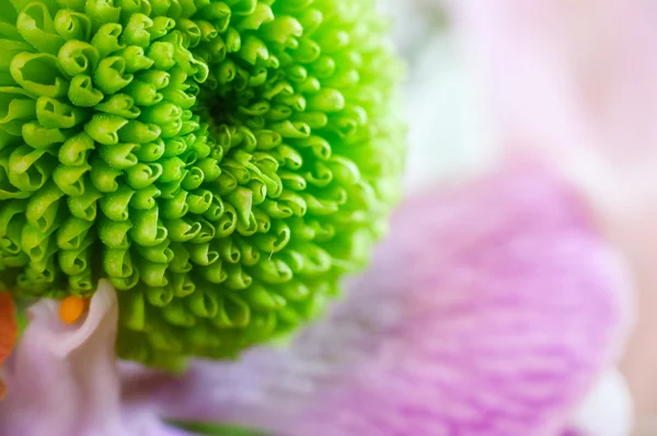 Hermoso crisantemo verde de cerca — Foto de Stock