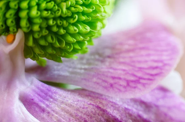 Красивый зелёный хризантем крупным планом — стоковое фото