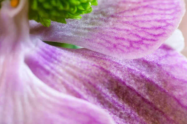 Los pétalos de una orquídea ramo de flores — Foto de Stock