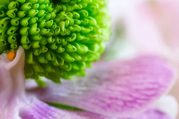 美丽的绿色菊花特写 — 图库照片