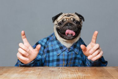Pug köpek yukarı dönük Kareli gömlekli kafa adam 