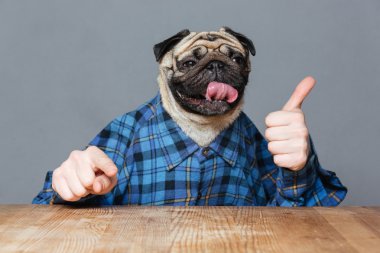 Komik pug köpek adam ile gösteren thimbs ellerini 