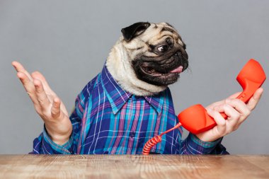 Adam ile karışık pug köpek holding kırmızı telefon alıcı eller