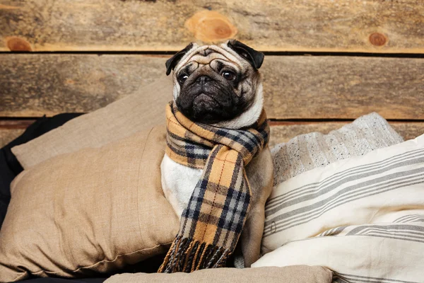 Ładny mops pies w kratkę szalik, siedząc na poduszkach — Zdjęcie stockowe