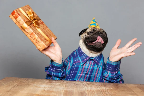 Захоплений щасливий мопс собака з чоловічими руками тримає подарунок — стокове фото