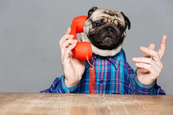 Serious man with pug dog head talking on telephone