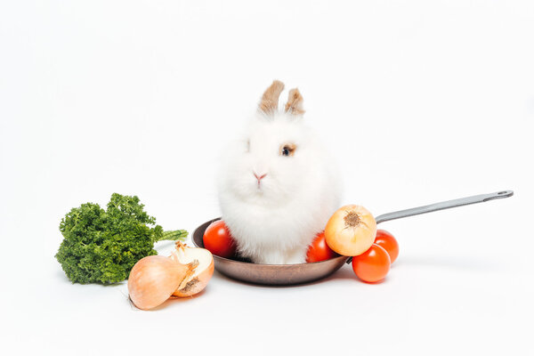 Rabbit sitting in frying pan